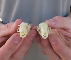 Old World Fruit Bat Skulls (Rousettus Leschenaultii) measuring 1-1/2" to 1-3/4" long -  $20.00 each; 6 or more @ $18.00 each