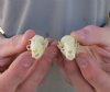 Wholesale Old World Fruit Bat Skulls (Rousettus Leschenaultii) measuring 1-1/2" to 1-3/4" long - The jaws are glued shut - Packed: 6 pcs @ $15.00 each (You will receive one similar to the ones pictured)