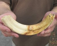 9 inch Warthog Tusk, Warthog Ivory from African Warthog .45 lb and 60% solid (You are buying the tusk in the photo) for $40.00