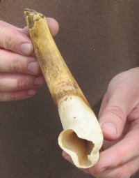 9 inch Warthog Tusk, Warthog Ivory from African Warthog .45 lb and 60% solid (You are buying the tusk in the photo) for $40.00