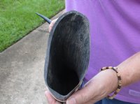 40-1/2 inch polished buffalo horn from an Indian water buffalo - $34