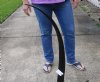 42 inch polished buffalo horn from an Indian water buffalo - You are buying the horn pictured for $34