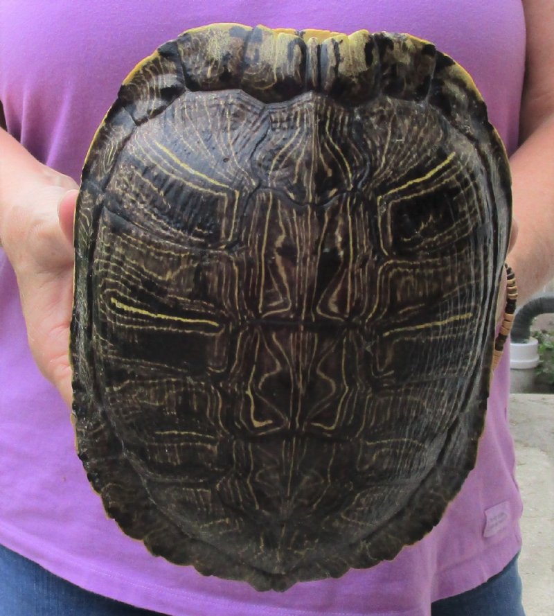 Red Eared Slider Turtle Shell,Tall Indoor Palm Trees