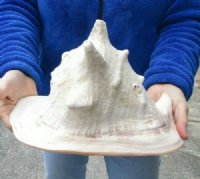 10 inch Yellow Helmet, Horned Helmet Shell for coastal home decorating - You are buying the shell pictured for $20