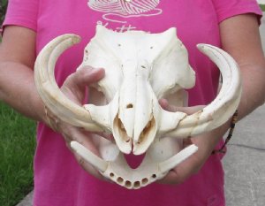 Warthog skulls Discounted -#2 grade hand picked pricing