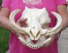 Warthog skulls Discounted -#2 grade hand picked pricing