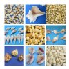 Conchs, Spider, Fox Shells Wholesale and Hand Picked