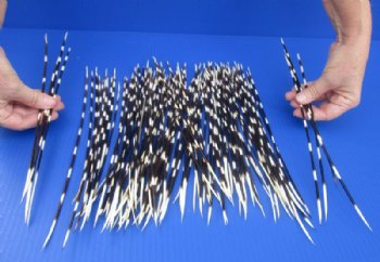 100 thin Porcupine Quills 10 to 14 inches for $70.00