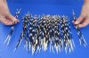 100 thin Porcupine Quills 9 to 12 inches - You are buying the quills shown for $70.00 