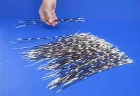 100 thin Porcupine Quills 10 to 14 inches - You are buying the quills shown for $70.00 