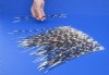 100 thin Porcupine Quills 10 to 14 inches - You are buying the quills shown for $70.00 