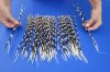 100 thin Porcupine Quills 12 to 15 inches - You are buying the quills shown for $70.00 