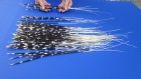 100 thin Porcupine Quills 12 to 21 inches - You are buying the quills shown for $70.00 