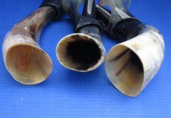 Wholesale Cattle/Cow drinking horn with carved bird design 13 to 15 inch - 2 pcs @ $16.50 each; 8 pcs @ $14.85 each 