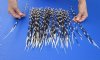 100 thin Porcupine Quills 12 to 17 inches - You are buying the quills shown for $70.00 