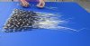 100 thin Porcupine Quills 12 to 22 inches - You are buying the quills shown for $70.00 