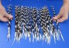 100 thin Porcupine Quills 13 to 15 inches - You are buying the quills shown for $70.00 