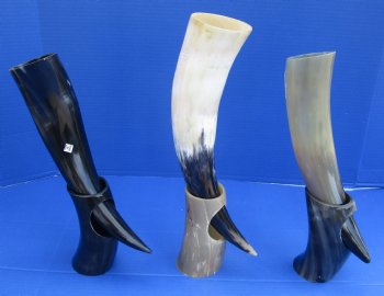 Wholesale Cattle/Cow Drinking horns with a Carved Wolf Design and horn stand 13 to 16 inch - 2 pcs @ $16.50 each; 8 pcs @ $14.85 each 