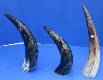 Wholesale Polished Cattle/Cow Horn with a decorative carved leaf vine design - 14 to 16 inches  - 2 pcs @ $14.25 each; 8 pcs @ $12.80 each