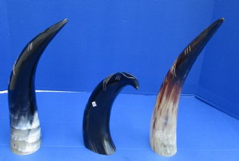 Wholesale Polished Cattle/Cow Horn with a decorative carved leaf vine design - 14 to 16 inches  - 2 pcs @ $14.25 each; 8 pcs @ $12.80 each