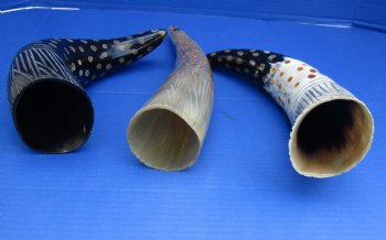 Decorative Polished Cow drinking horns with carved lines and dots design (2 pc, 8 pc)