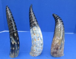 Wholesale Decorative Polished Bufflao drinking horns with spiral carved lines and dots design. 2 pcs @ $14.25 each; 8 pcs @ $12.80 each