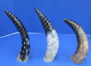 Decorative Polished Cow drinking horns with spiral carved lines and dots design (2 pc, 8 pc)