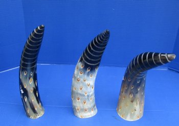Decorative Polished Cow drinking horns with spiral carved lines and dots design (2 pc, 8 pc)
