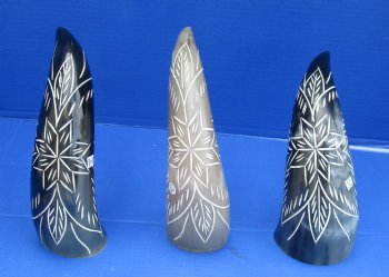 Wholesale Decorative Polished Cattle/Cow drinking horns with carved flower burst design - 2 pcs @ $14.25 each; 8 pcs @ $12.80 each