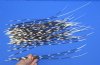 50 Porcupine quills 12 to 18 inches - You are buying the quills shown for $40