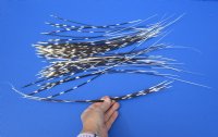 50 Porcupine quills 12 to 19 inches - You are buying the quills shown for $40