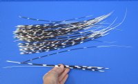 50 Porcupine quills 13 to 19 inches - You are buying the quills shown for $40