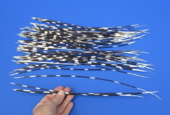 50 Porcupine quills 12 to 16 inches for $40