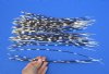 50 Porcupine quills 12 to 16 inches - You are buying the quills shown for $40