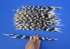 50 Porcupine quills 11 to 13 inches - You are buying the quills shown for $40
