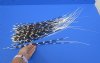 50 Porcupine quills 13 to 25 inches - You are buying the quills shown for $40