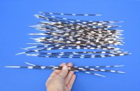 50 Porcupine quills 9 to 14 inches - You are buying the quills shown for $40