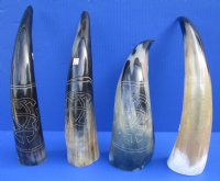 Polished Cow Horns with Modern Art Carved Design - 11 inch to 14 inch (2 pc, 8 pc)