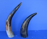 Polished Cow Horns with Modern Art Carved Design - 11 inch to 14 inch (2 pc, 8 pc)