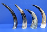 Polished Cow Horns with Modern Art Carved Design - 11 inch to 14 inch (2 pc, 8 pc)