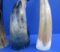 Polished Cow Horns with Modern Art Carved Design - 11 inch to 14 inch (2 pc, 8 pc)
