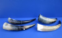 Polished Cow Horns with Modern Art Carved Design - 11 inch to 14 inch (2 pc, 8 pc)