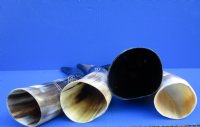 Polished Cow Horns with Modern Art Carved Design - 11 inch to 14 inch (2 pc, 8 pc)
