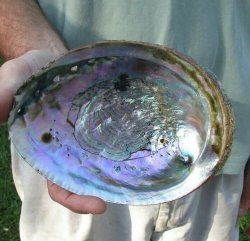 6-1/2 inch Natural Green Abalone shell for $11