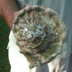 #2 Grade 6 inch Tur...