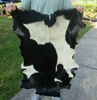 Real Goat Hide for sale (Capra aegagrus hircus) for sale 36 x 22 inches - review all photos - you are buying the goat hide pictured for $35 (hole)