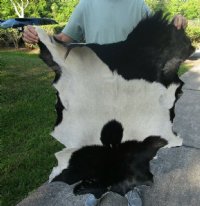 Real Goat Hide for sale (Capra aegagrus hircus) for sale 39 x 27 inches - review all photos - you are buying the goat hide pictured for $35 (hole)