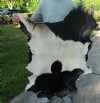 Real Goat Hide for sale (Capra aegagrus hircus) for sale 39 x 27 inches - review all photos - you are buying the goat hide pictured for $35 (hole)
