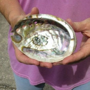 5 Inch Polished green abalone shell for $16 