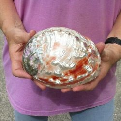 6 inch Polished red abalone shell for $18